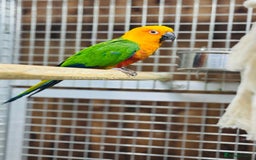 Conures birds for sale: Jandaya conure  - Advert 7