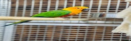 Conures birds for sale: Jandaya conure  - Advert 7