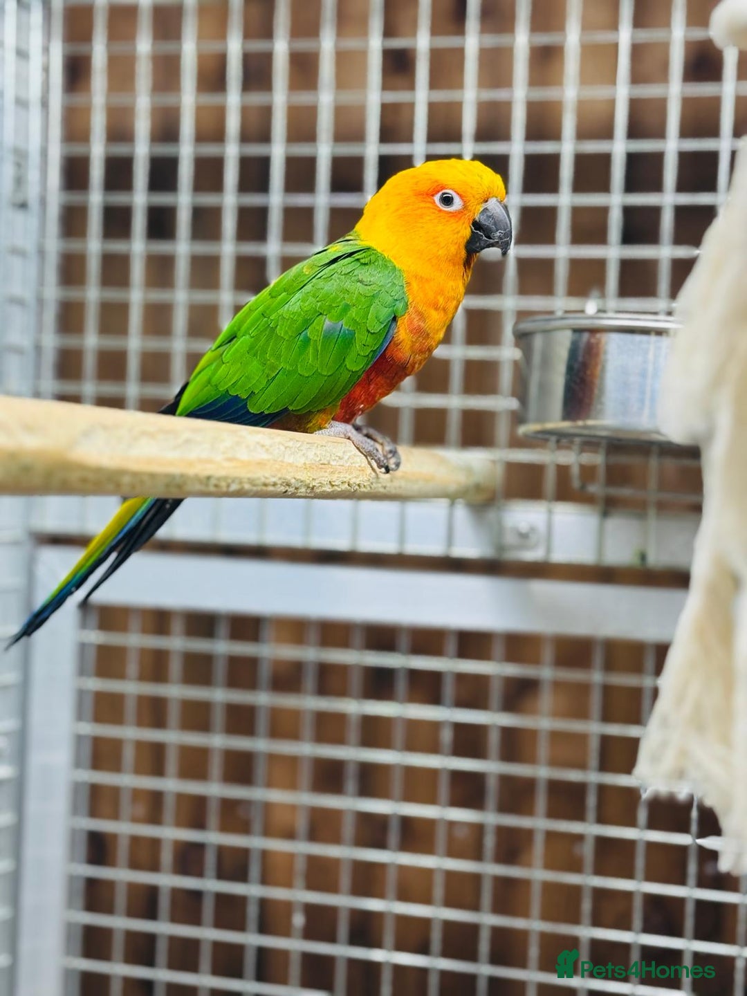 Conures birds for sale: Jandaya conure  - Advert 7
