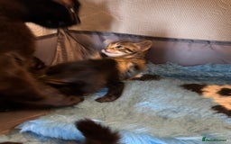 Domestic Shorthair cats for sale: Tabby Kittens - Image 10