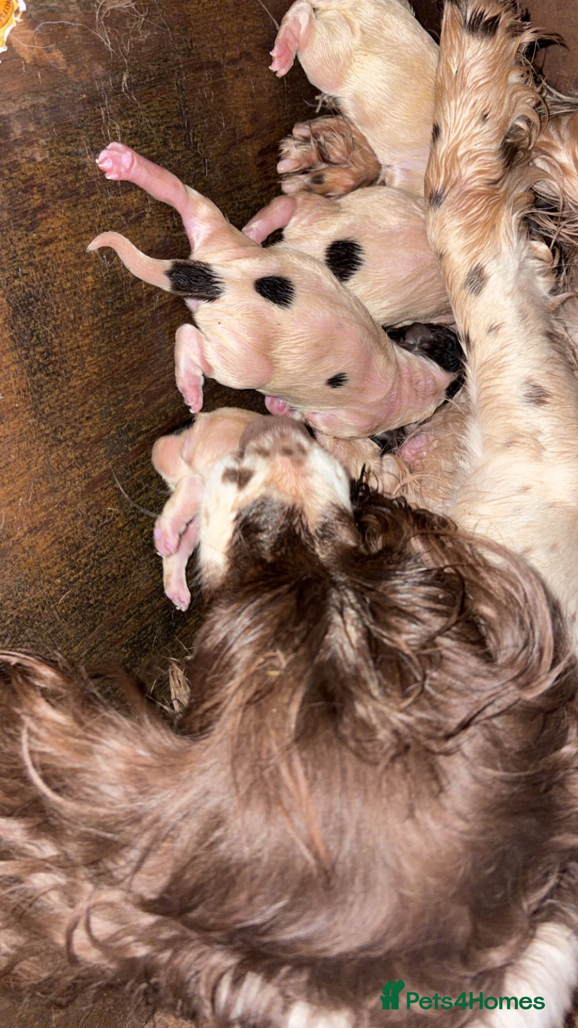 English Springer Spaniel dogs *READY TO GO!!*KC Springer Spaniel pups for sale - Advert 1