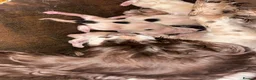 English Springer Spaniel dogs for sale: KC Springer Spaniel pups for sale in Duns - Advert 4