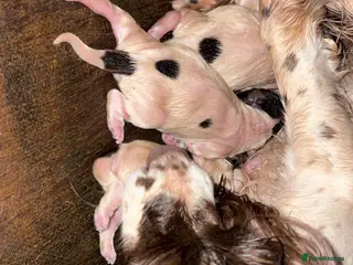 English Springer Spaniel dogs *READY TO GO!!*KC Springer Spaniel pups for sale - Advert 1