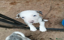 Bearded Collie dogs for sale: Beautiful blue merle collie pups! Workers or pets - Image 15