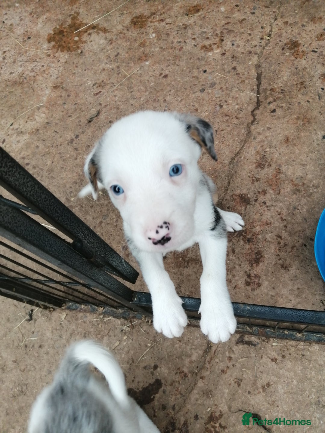 Bearded Collie dogs for sale: Beautiful blue merle collie pups! Workers or pets - Image 15