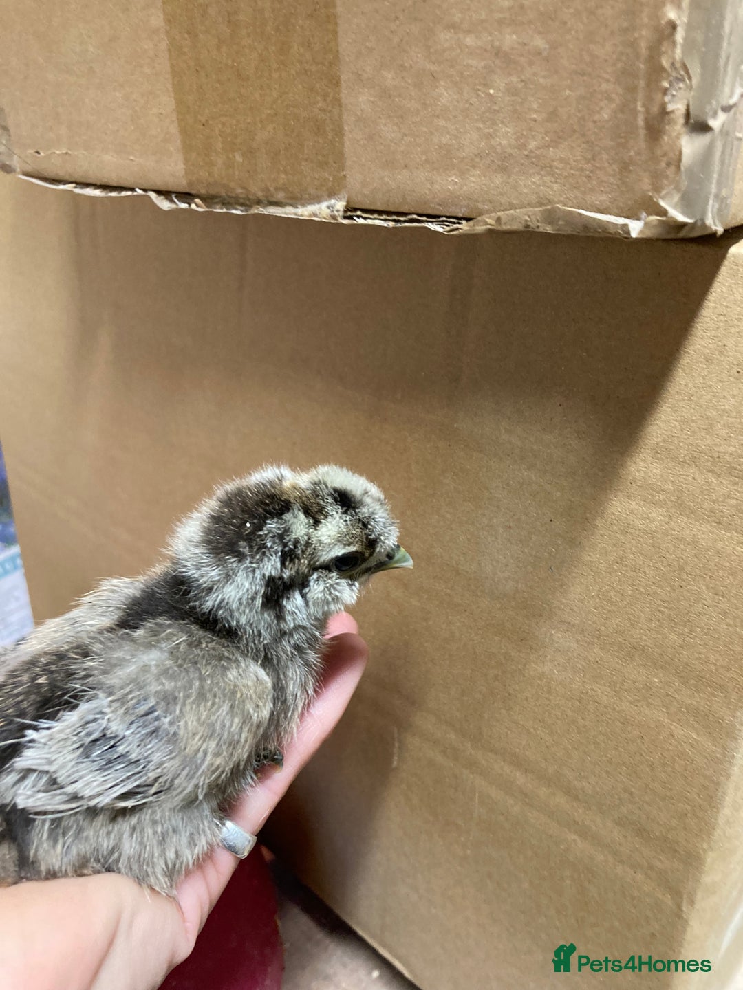 Chickens poultry for sale: Silkie chickens in Ashbourne - Image 4