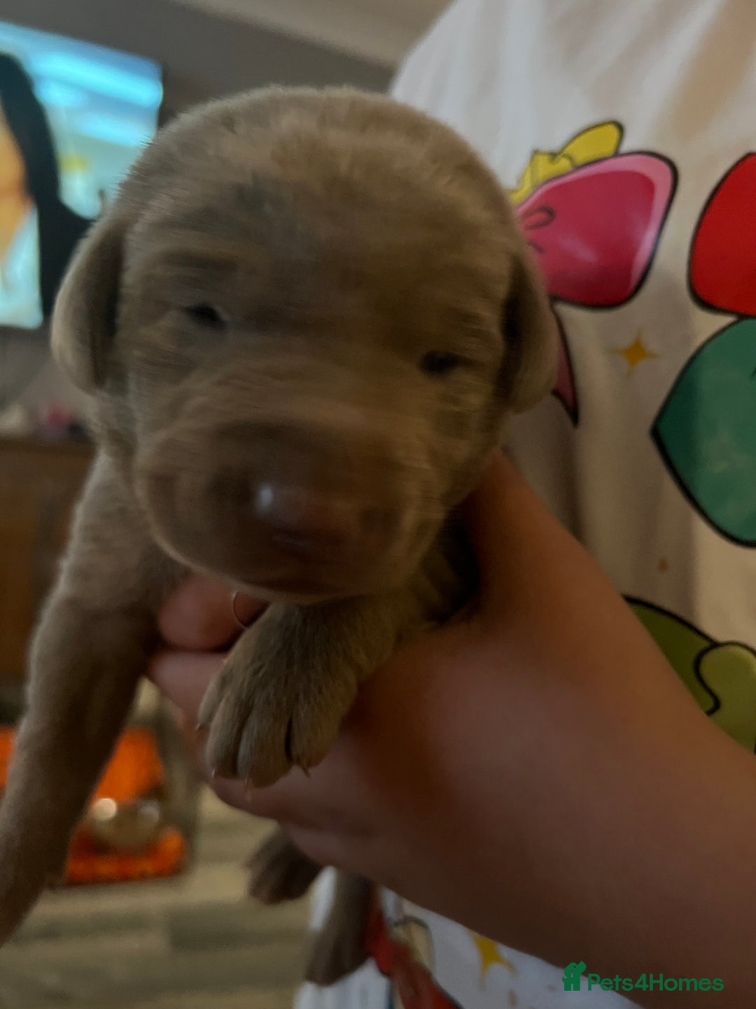 Labrador Retriever dogs for sale: Kc dna clear silver Labrador pups  - Advert 26