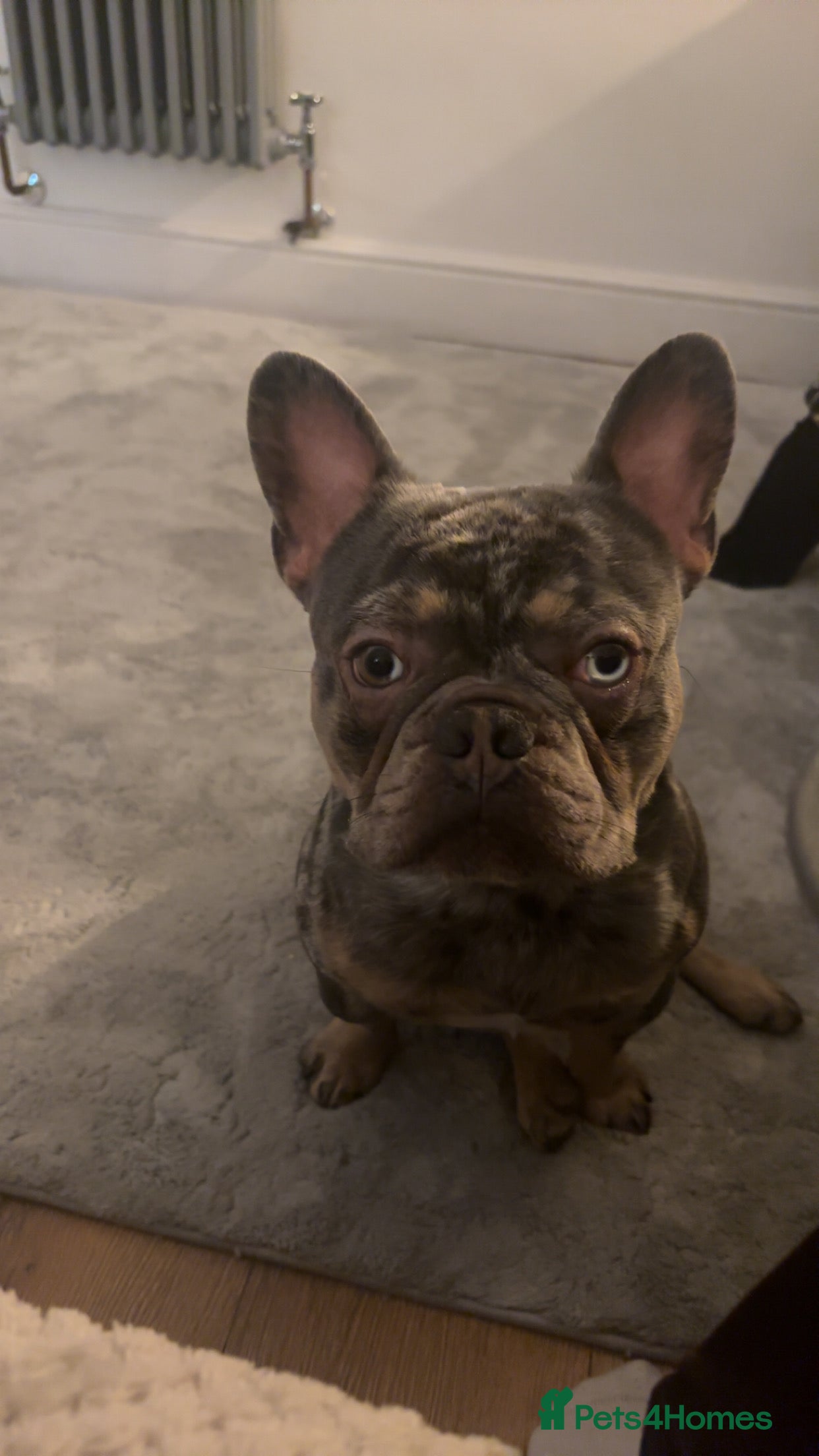 French Bulldog dogs rocco - Advert 1