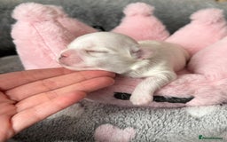 Maltese dogs for sale: 🩷Exquisite Full Korean Maltese Puppies🩵 - Image 17