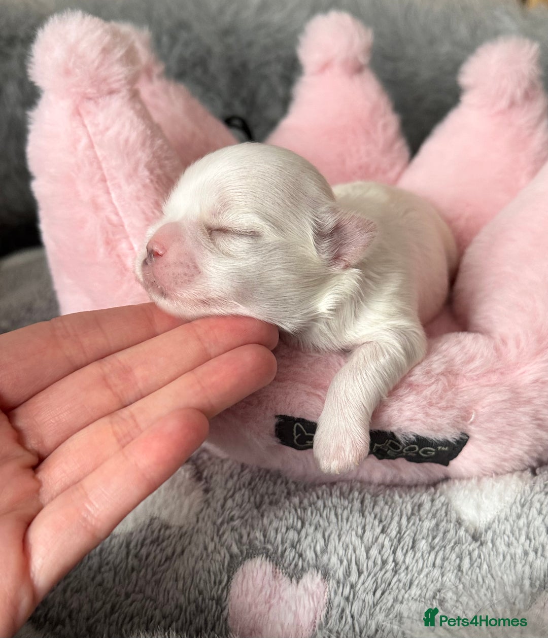 Maltese dogs for sale: 🩷Exquisite Full Korean Maltese Puppies🩵 - Image 17