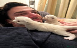 Ragdoll cats for sale: Beautiful Ragdoll Kittens  - Advert 5