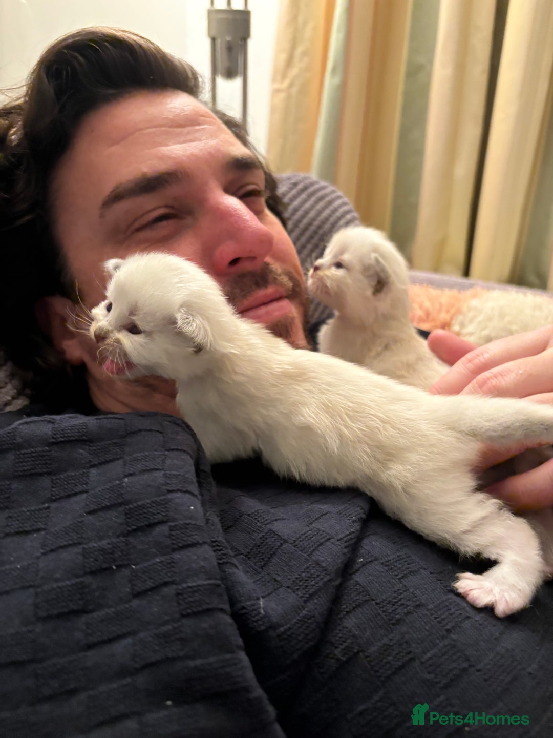 Ragdoll cats for sale: Beautiful Ragdoll Kittens  - Advert 5