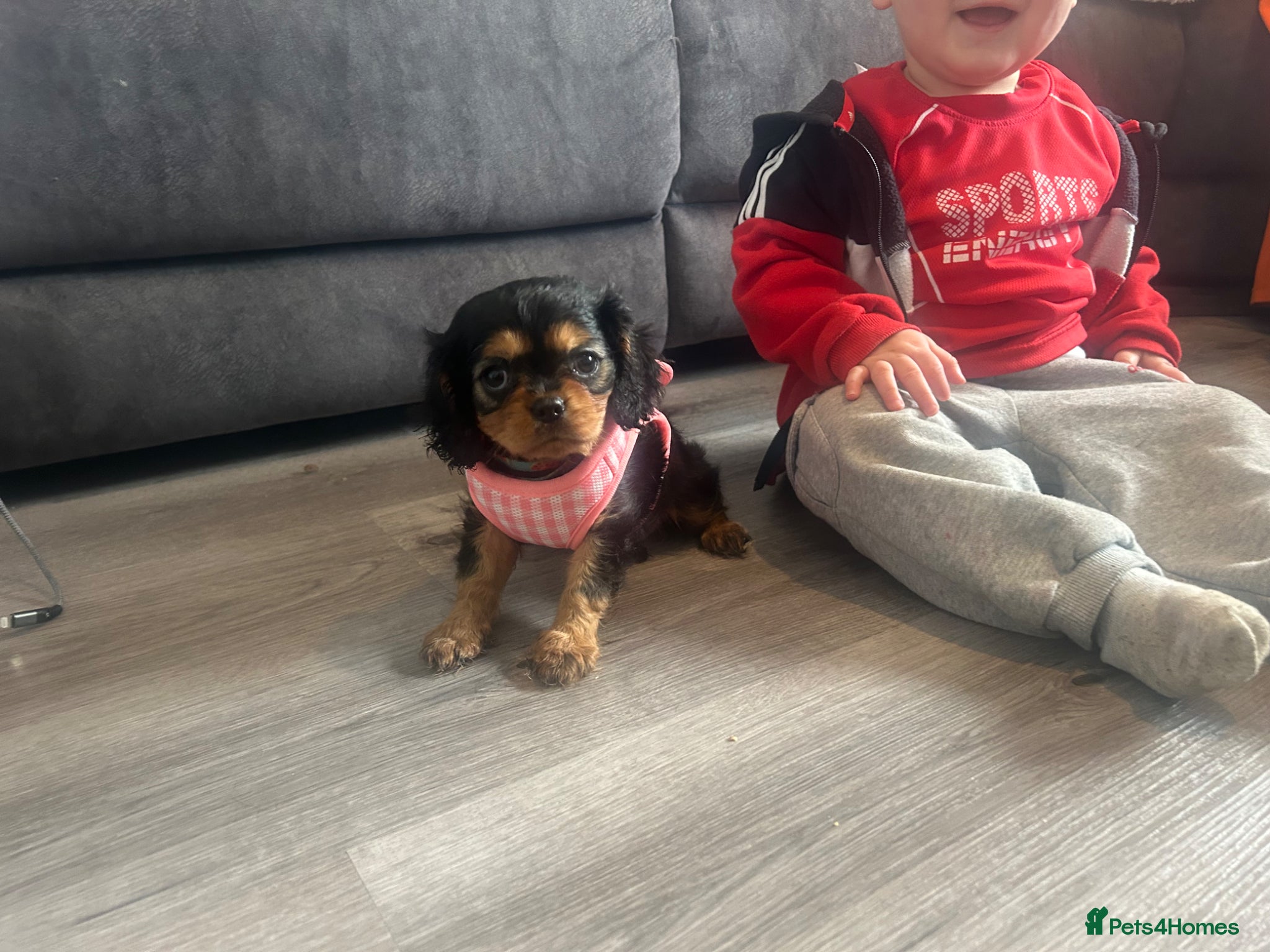 Cavalier King Charles Spaniel dogs Ready now beautiful Black and Tan girl  - Advert 11