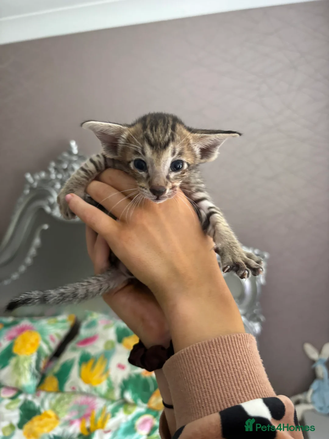 Oriental cats for sale: Oriental and Siamese - Advert 10