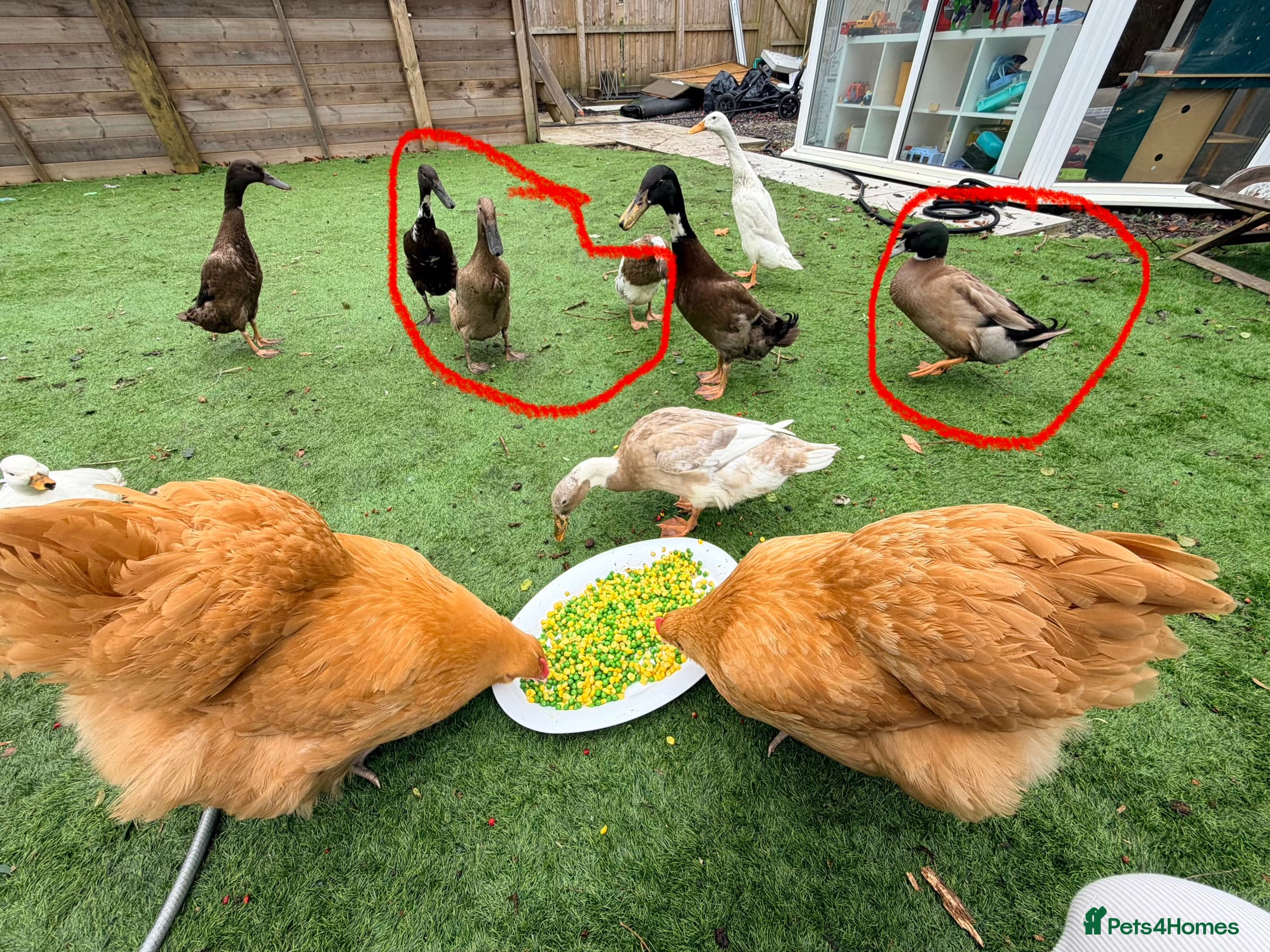 Ducks poultry Male runner duck & 3 females  in Warminster - Advert 2