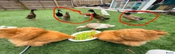 Ducks poultry for sale: Male runner duck & 3 females  in Warminster - Advert 1