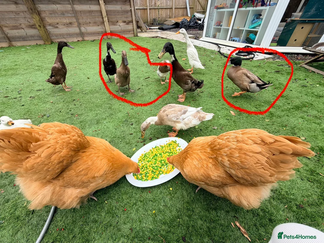 Ducks poultry for sale: Male runner duck & 3 females  in Warminster - Advert 1