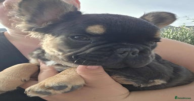 French Bulldog dogs - Advert 12