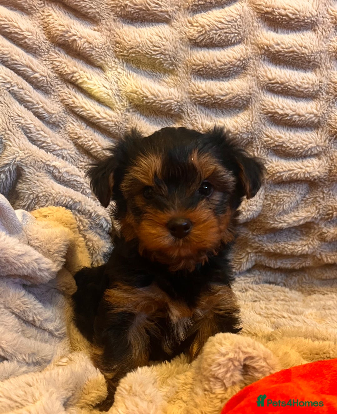 Yorkshire Terrier dogs for sale: Yorkshire terrier puppy’s  - Advert 2