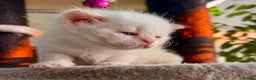 Selkirk Rex cats for sale: Stunning Selkirk rex kittens - Advert 38