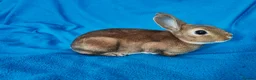 Rex rabbits for sale: Mini rex rabbits - Advert 13