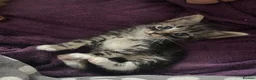 Mixed Breed cats for sale: 2 lovely raw fed kittens ready for a home in Doncaster - Advert 10