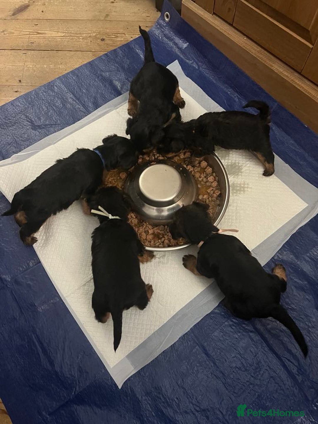Yorkshire Terrier dogs for sale:  Yorkshire Terrier Puppies - Hampshire  - Image 15
