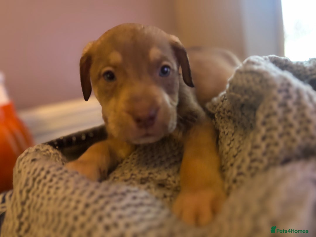 Mixed Breed dogs for sale: Husky X American Mastiff - Advert 5