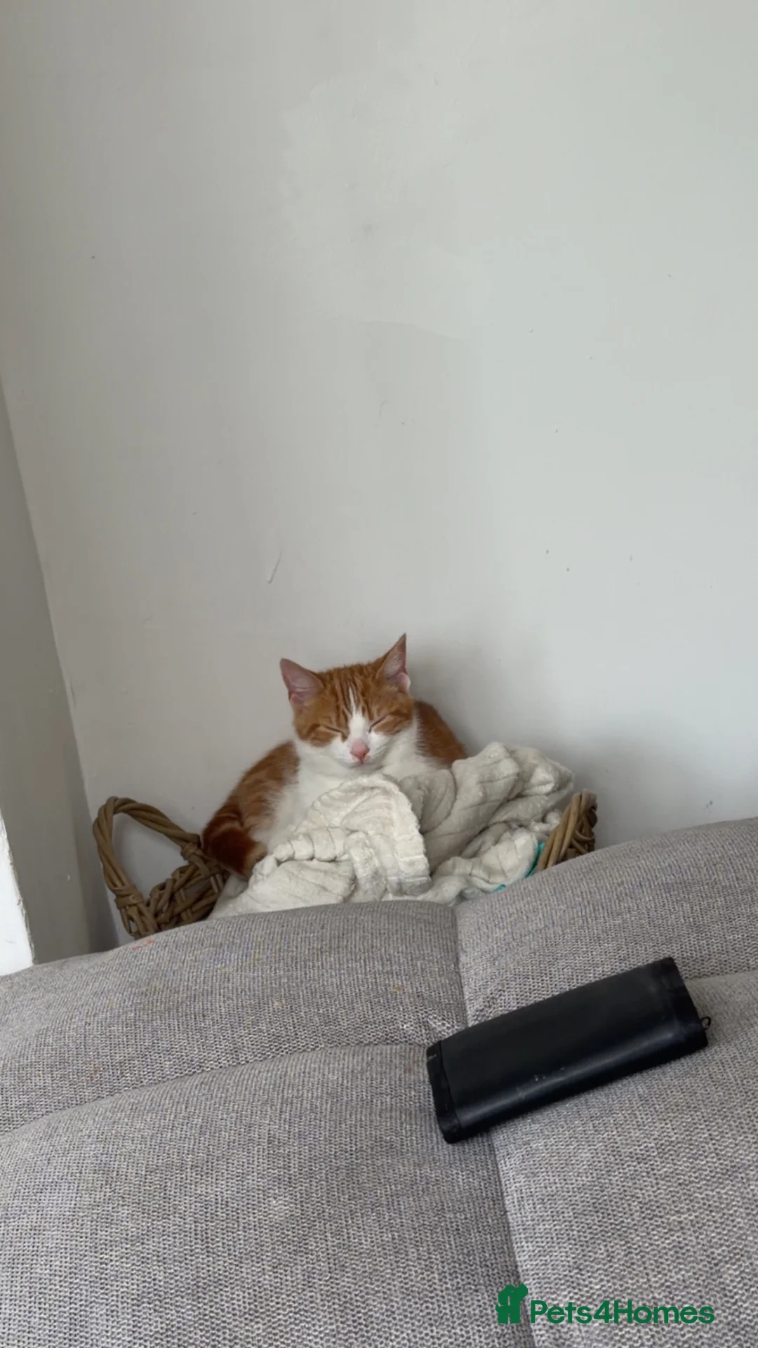 Mixed Breed cats for sale: Mush  - Advert 4