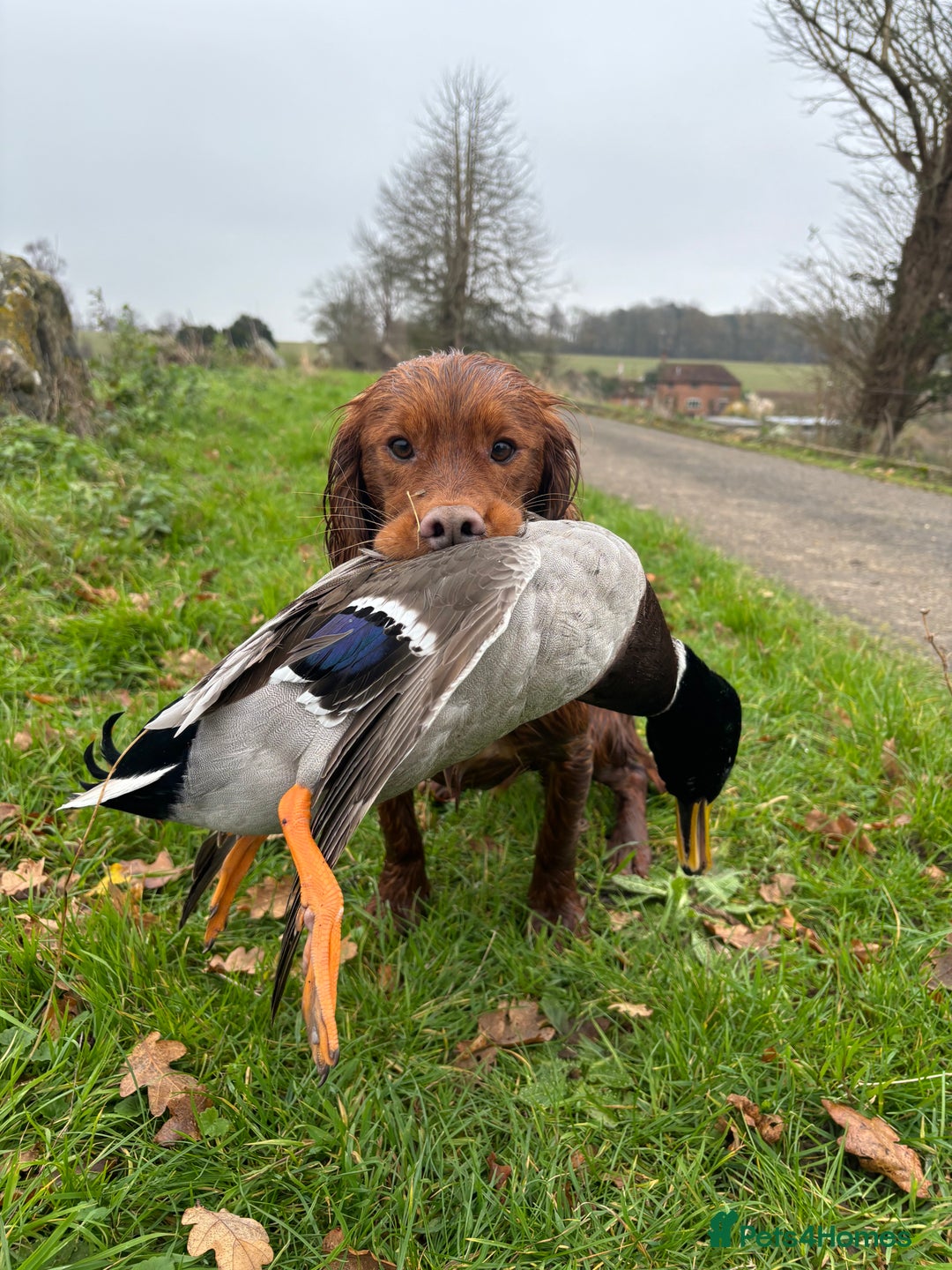 Cocker Spaniel dogs for stud: Fully health tested dark red working cocker stud - Image 5