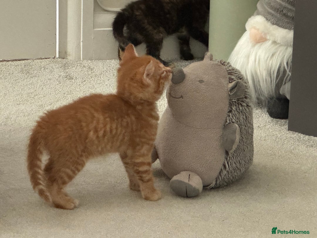 Mixed Breed cats for sale: 3 Gorgeous kittens For Sale - Image 4