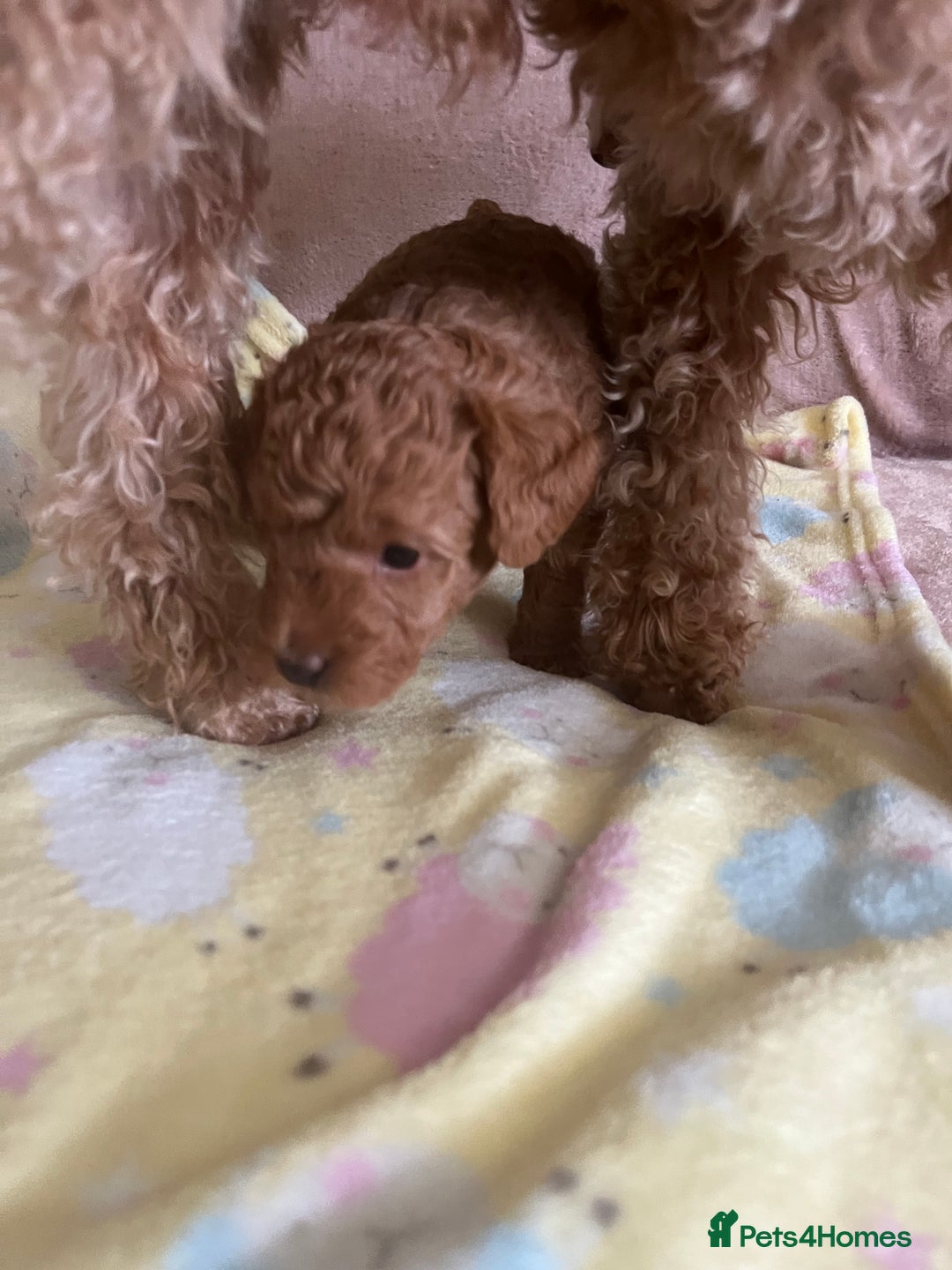 Jackapoo dogs for sale: Adorable (85% Toy Poodle) Jackapoo pups  - Image 15