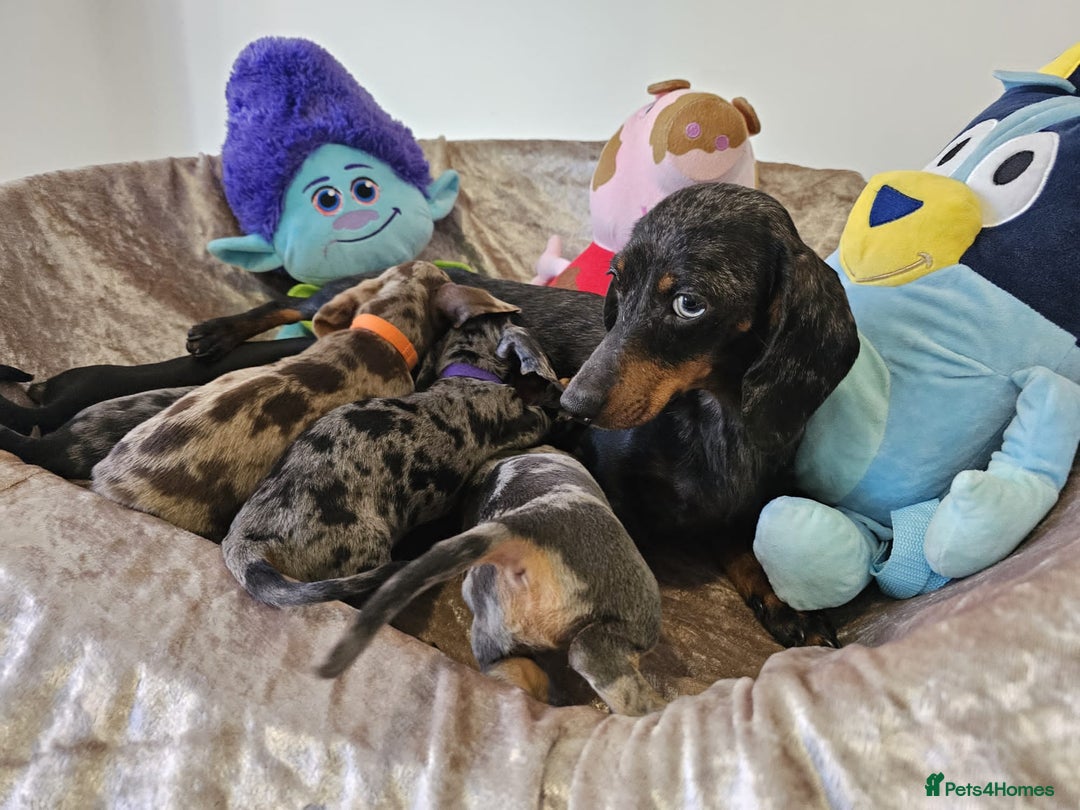 Dachshund dogs for sale: Charming Mini Dachshund Puppies  - Advert 4