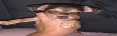 Chihuahua 1
