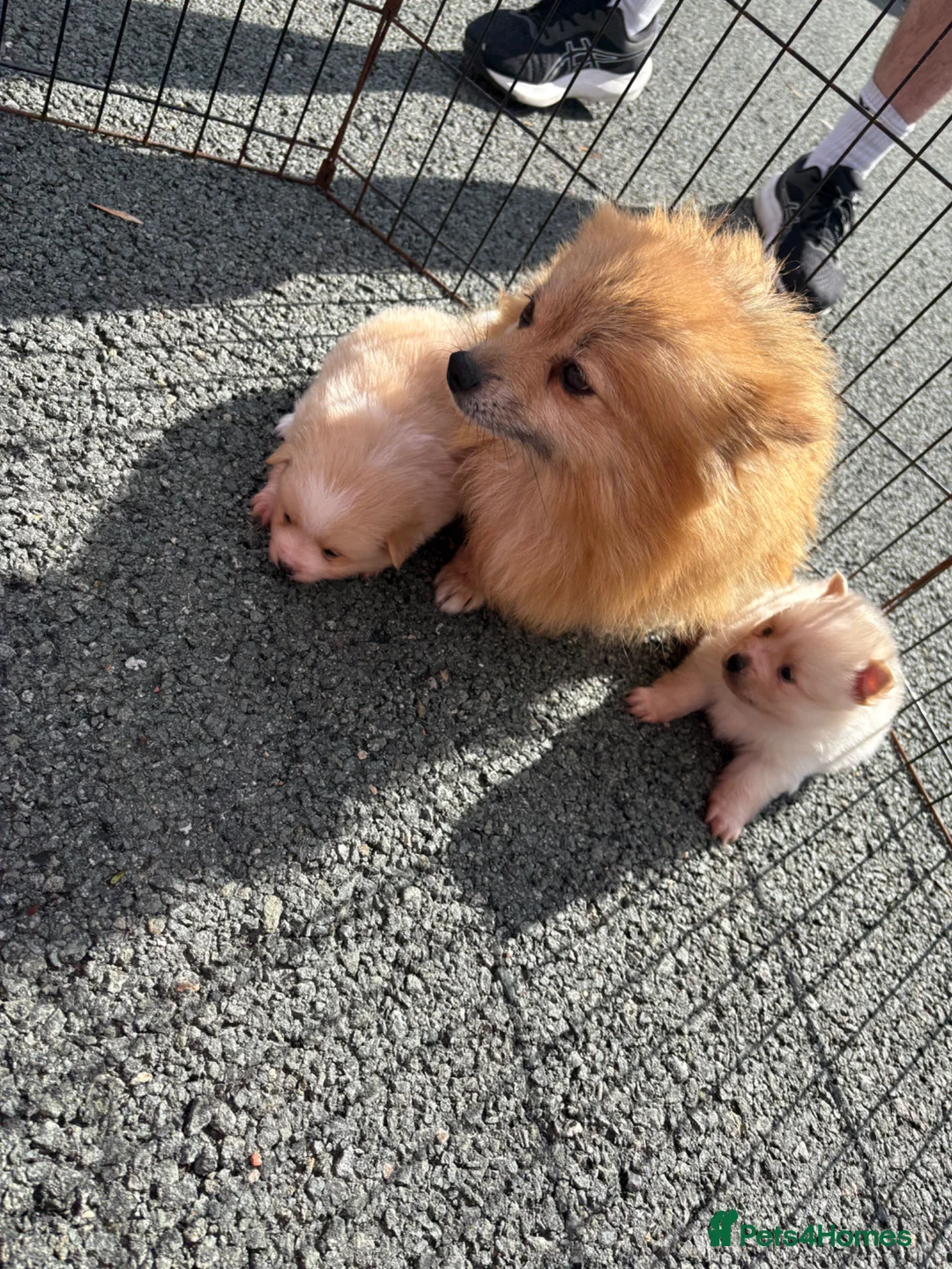 Pomeranian dogs for sale: 2 Pomeranian boy puppies for sale - Advert 2