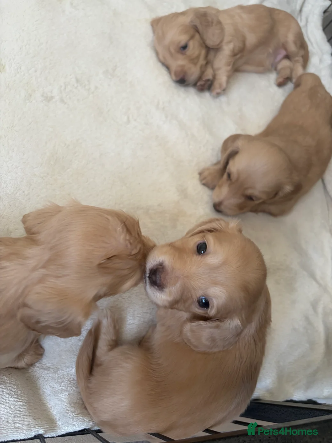 Miniature Dachshund dogs for sale: KC Registered Longhaired Miniature Dachshund Pups - Advert 18