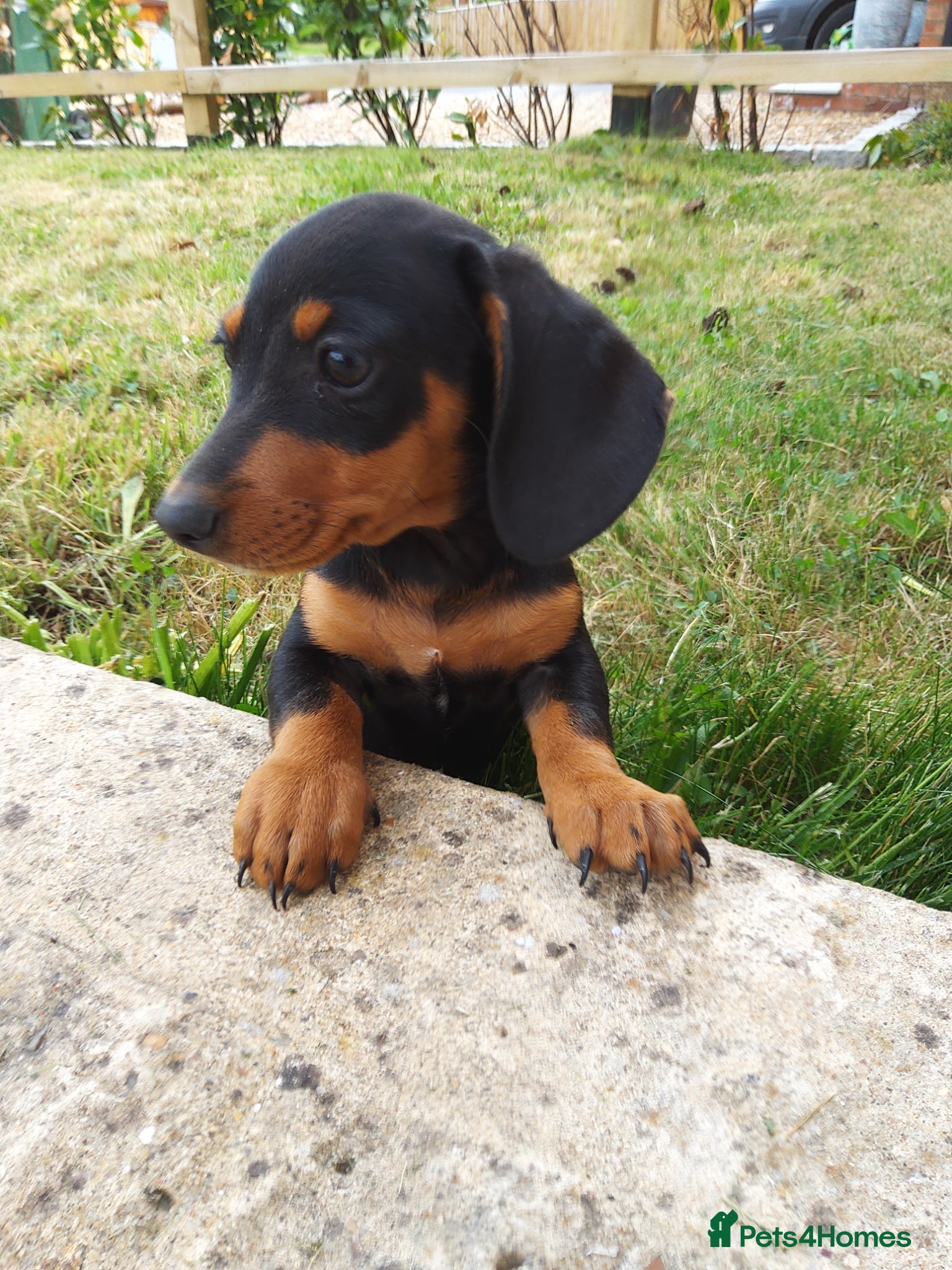 Miniature Dachshund dogs  boy dachshund Puppie ready to leave  - Advert 2