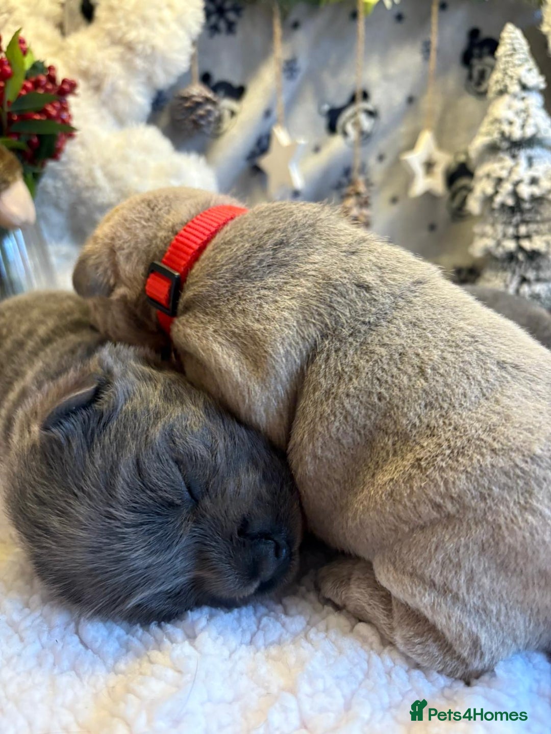 Mixed Breed dogs for sale: 🩷 STUNNING FRENCH CHOWS🩵 - Advert 9