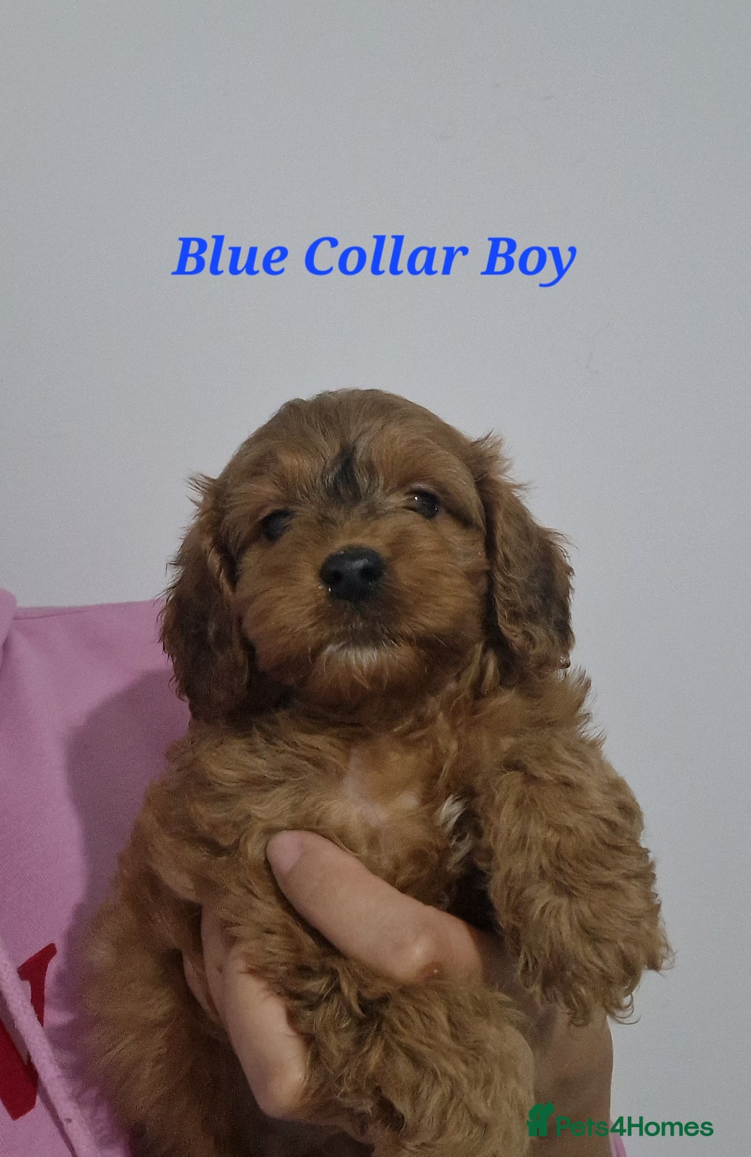 Cockapoo dogs for sale: Beautiful F1 Cockapoo puppies - Advert 3