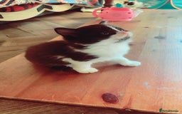 Mixed Breed cats for sale: Lovely kitten Are looking for Loving home - Image 12
