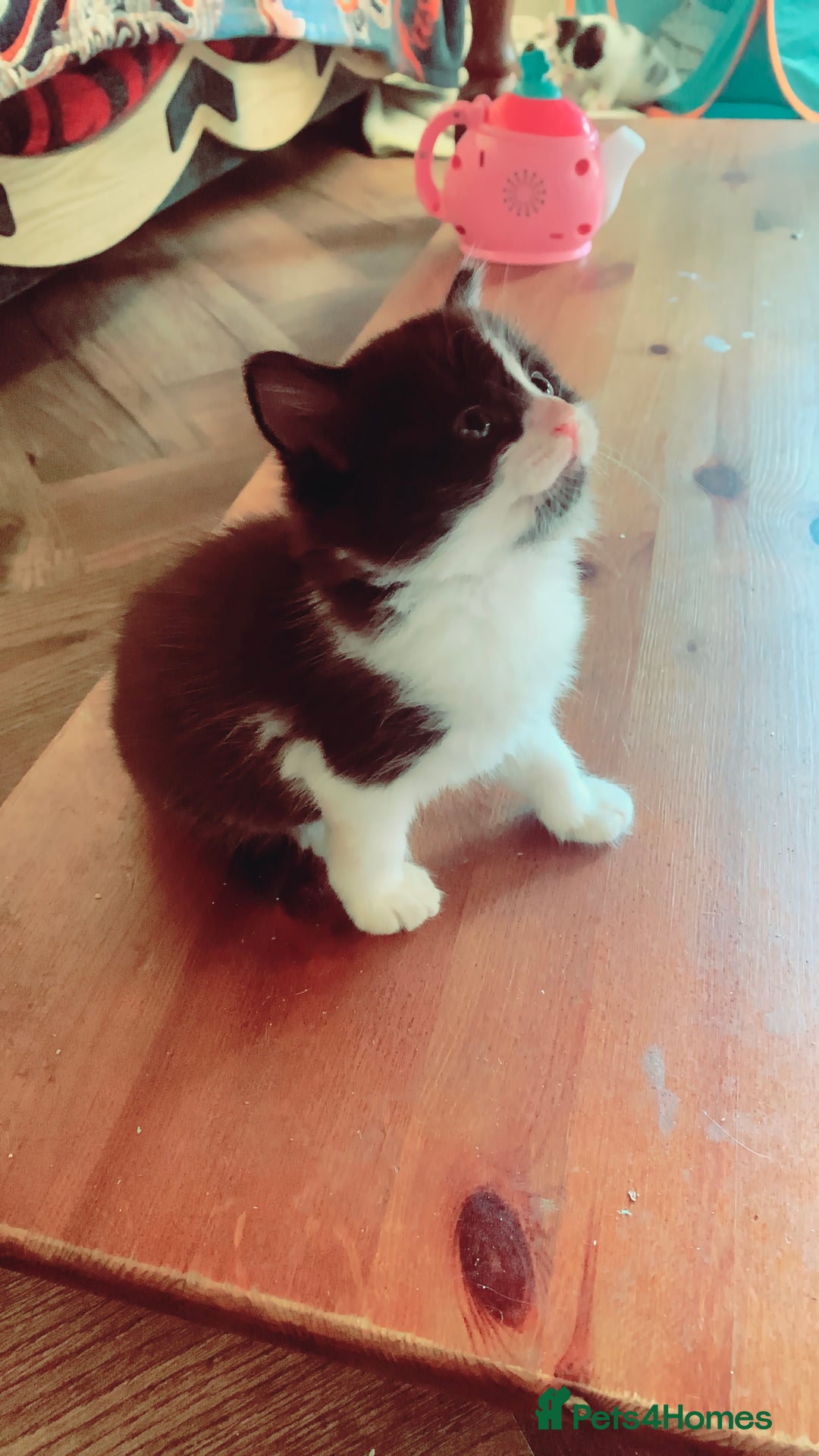 Mixed Breed cats for sale: Lovely kitten Are looking for Loving home - Image 12