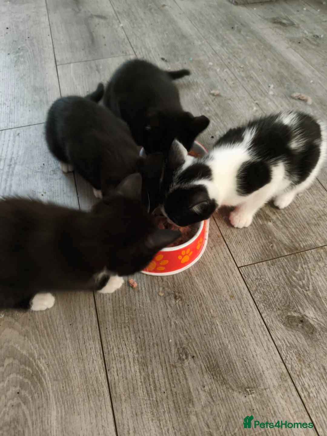 British Shorthair cats for sale: Milan in Burnley - Advert 2