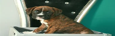 Brindle 3