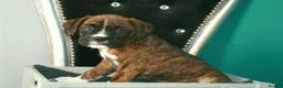 Mixed Breed dogs for sale: 7 Boxer puppys for sale  - Advert 10