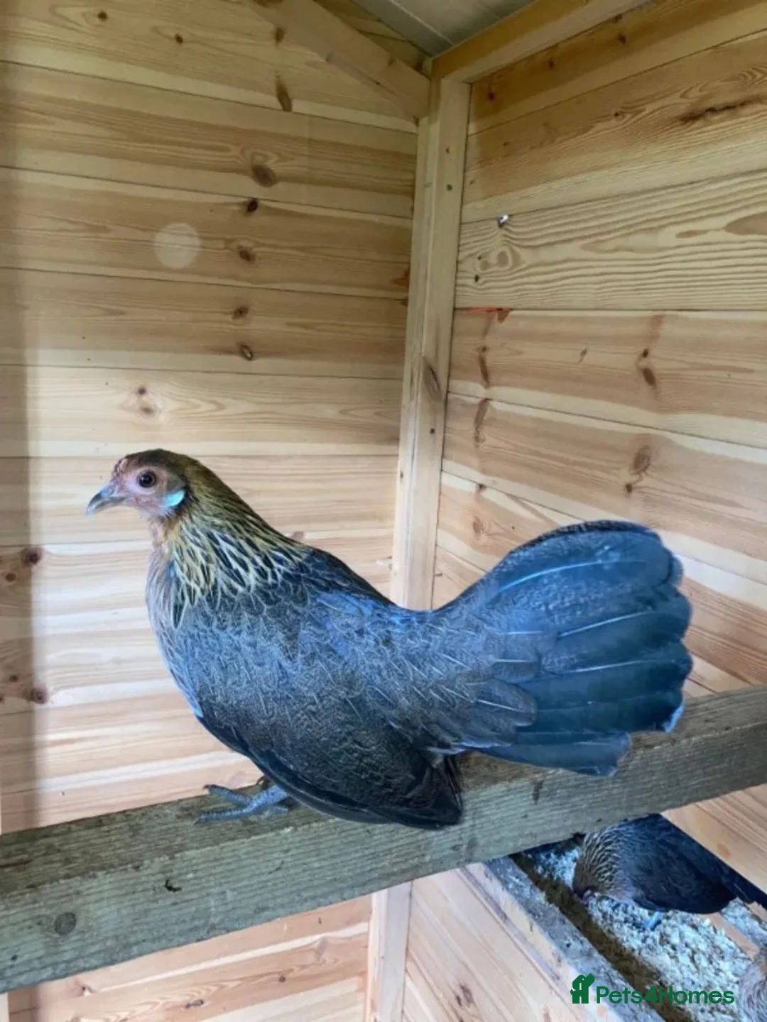 Chickens poultry for sale: Dutch bantams in need of new home  - Advert 1