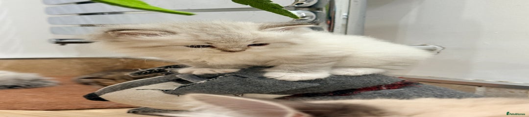 Siberian Kitten 4