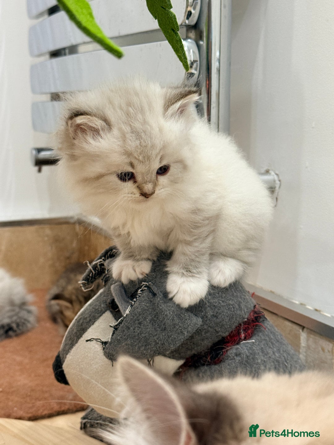Siberian cats for sale: Pure Siberian kitten  - Image 11