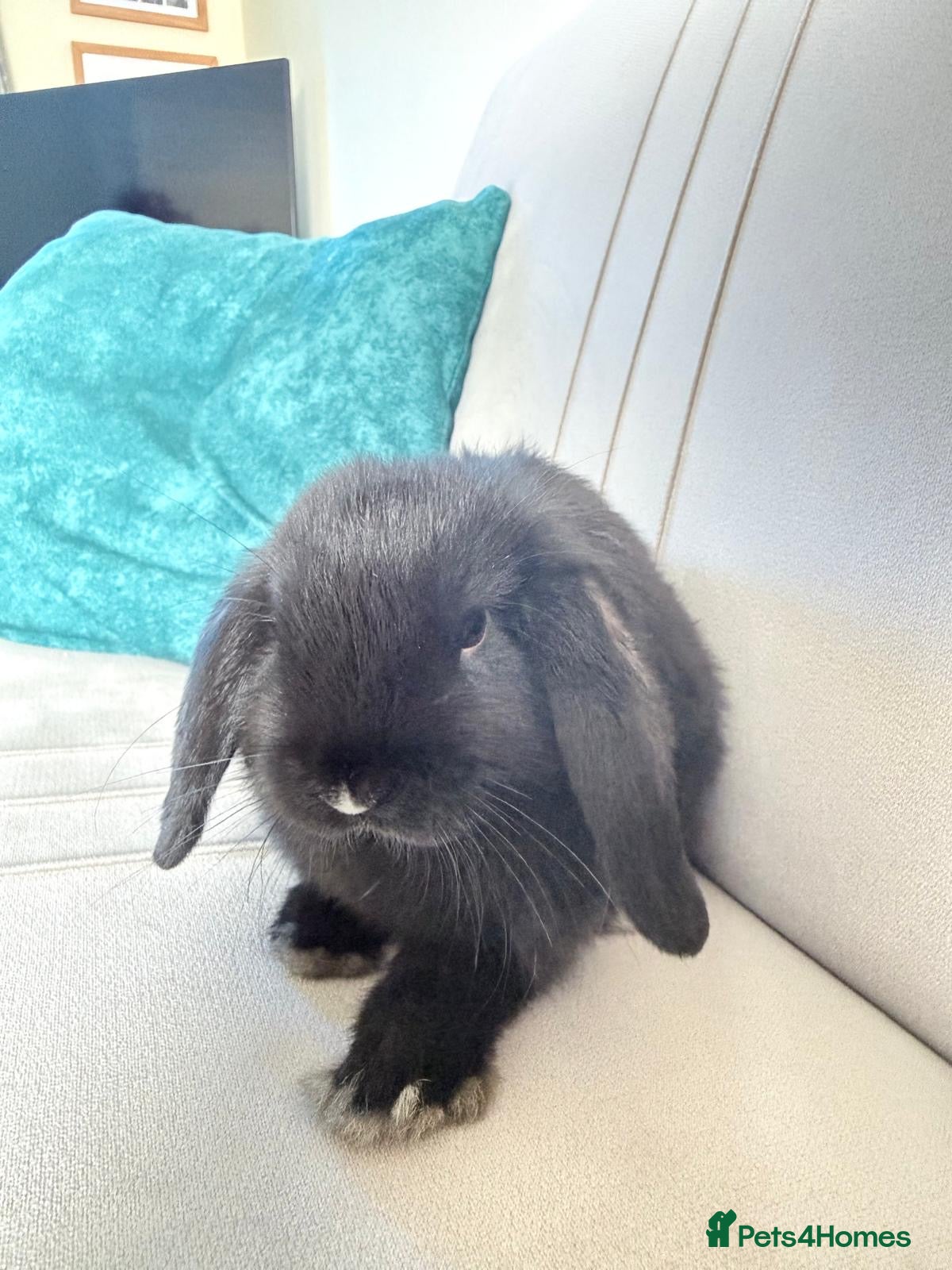 Mini Lion Lop rabbits 2 males mini loop bunny - Advert 14