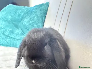 Mini Lion Lop rabbits 2 males mini loop bunny - Advert 14