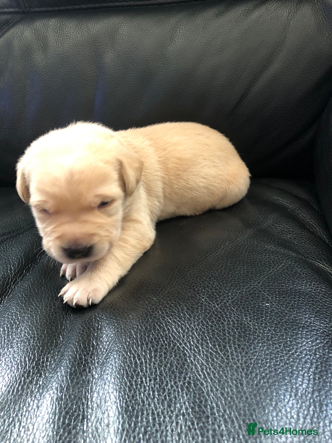 Labrador Retriever dogs for sale: Labrador pups - Advert 18